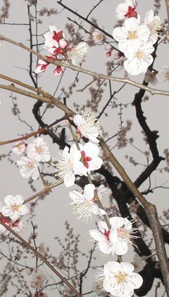 060321