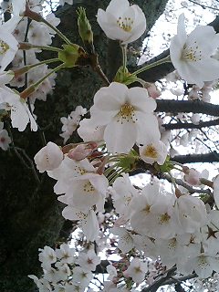 090407