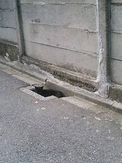 この写真の中に猫が隠れているよ！　さがしてみよう！！
