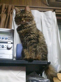 ねこ