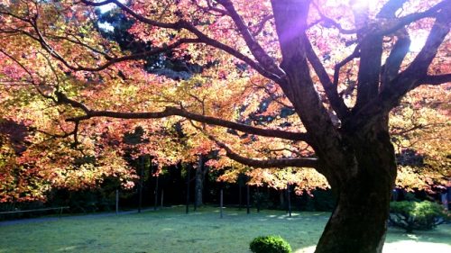 紅葉